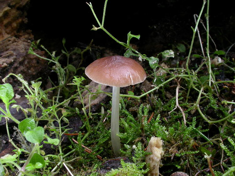Pluteus phlebophorus Bild 2