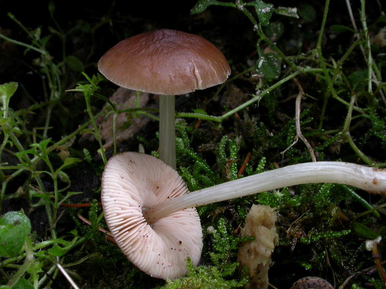Pluteus phlebophorus Bild 1