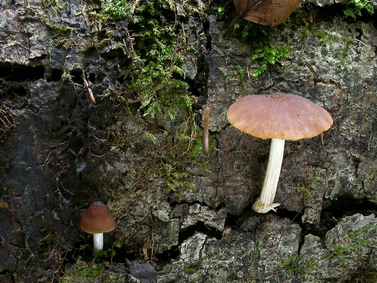 Pluteus phlebophorus Bild 4