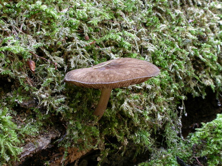 Pluteus umbrosus Bild 2