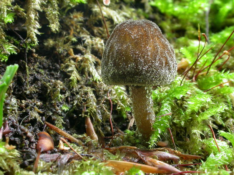 Pluteus umbrosus Bild 1