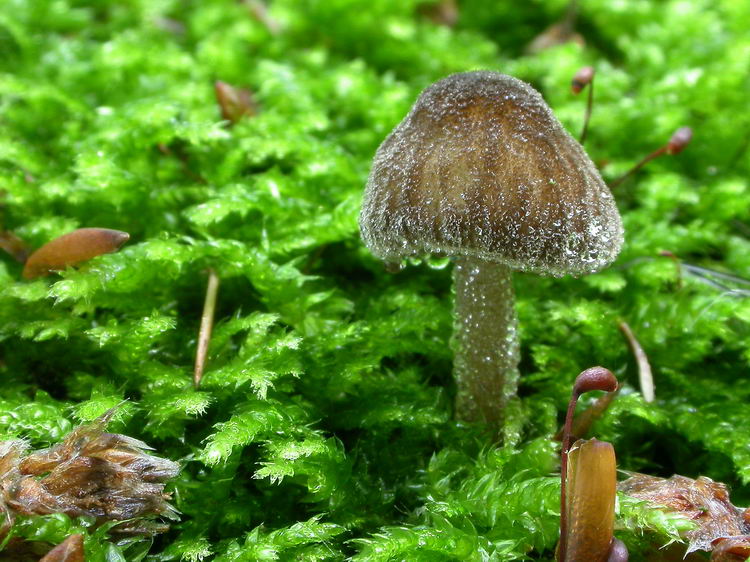 Pluteus umbrosus Bild 4