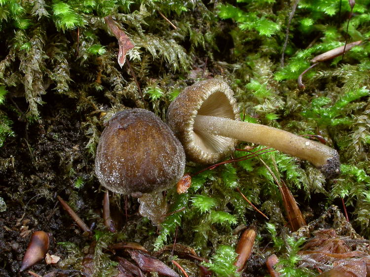 Pluteus umbrosus Bild 5
