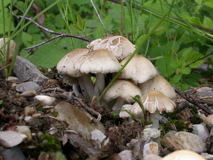 Psathyrella candolleana Bild 1
