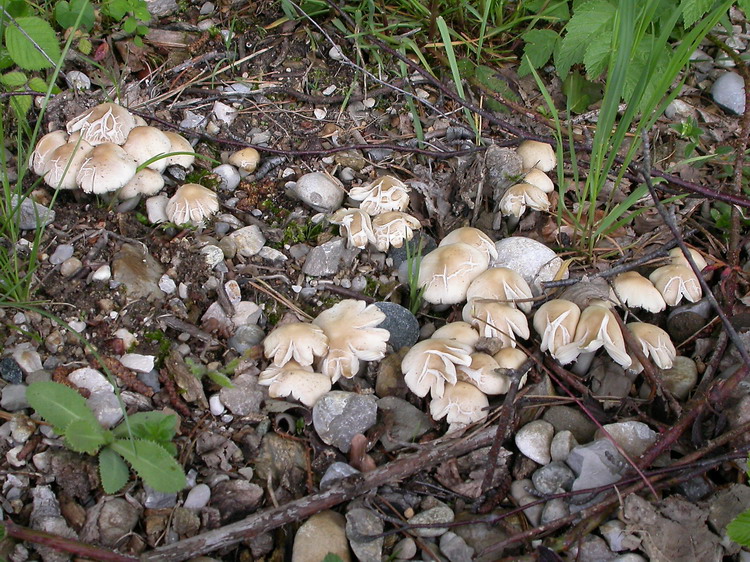 Psathyrella candolleana Bild 2