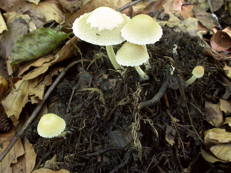 Psathyrella candolleana Bild 6