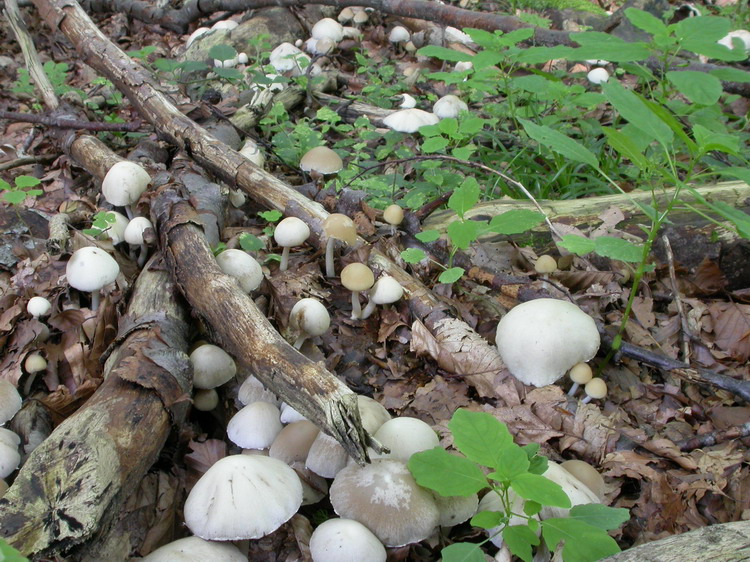 Psathyrella candolleana Bild 7