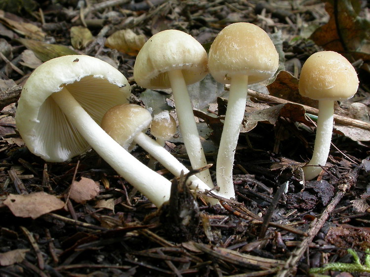 Psathyrella candolleana Bild 8