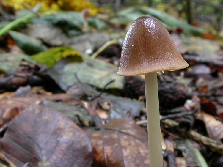 Parasola conopileus Bild 3
