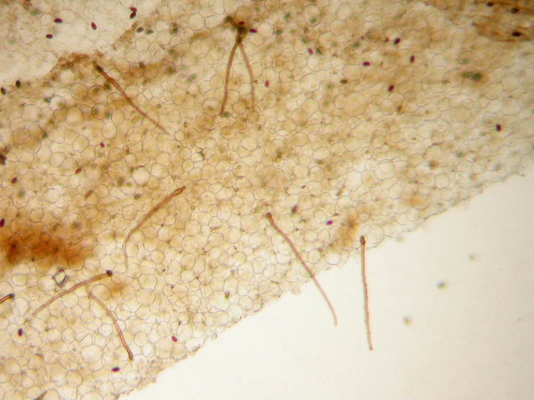 Parasola conopileus Bild 5