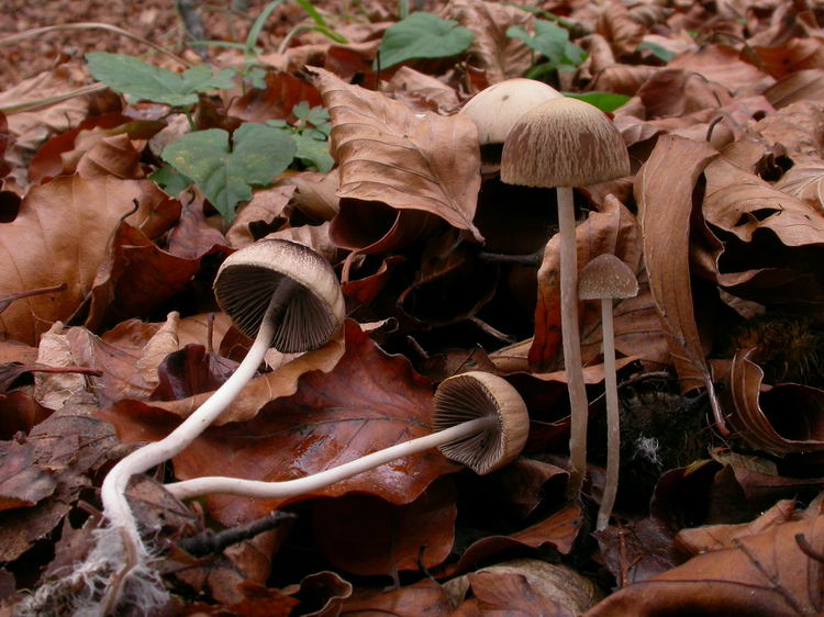 Psathyrella microrhiza Bild 2