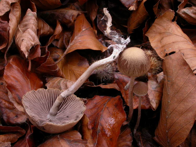 Psathyrella microrhiza Bild 3