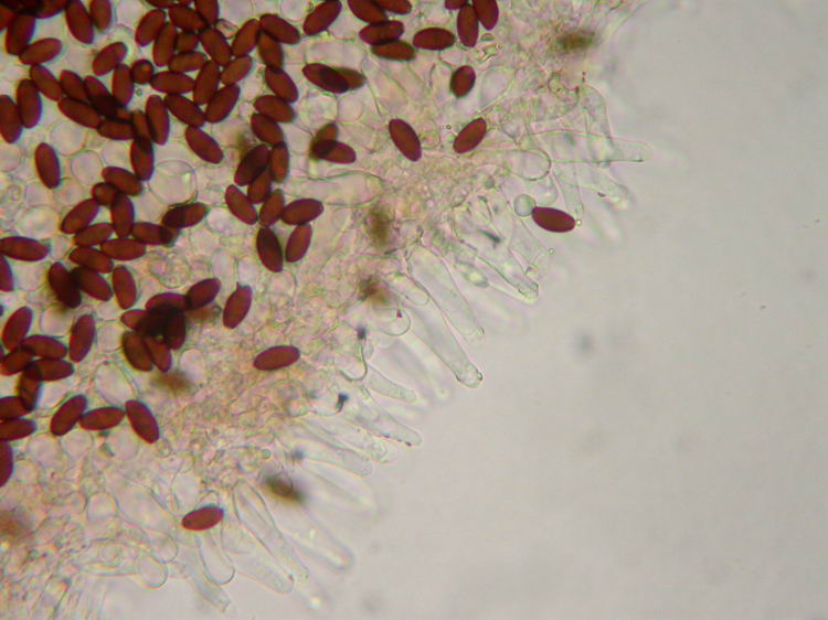 Psathyrella microrhiza Bild 4