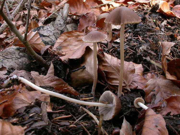 Psathyrella microrhiza Bild 6