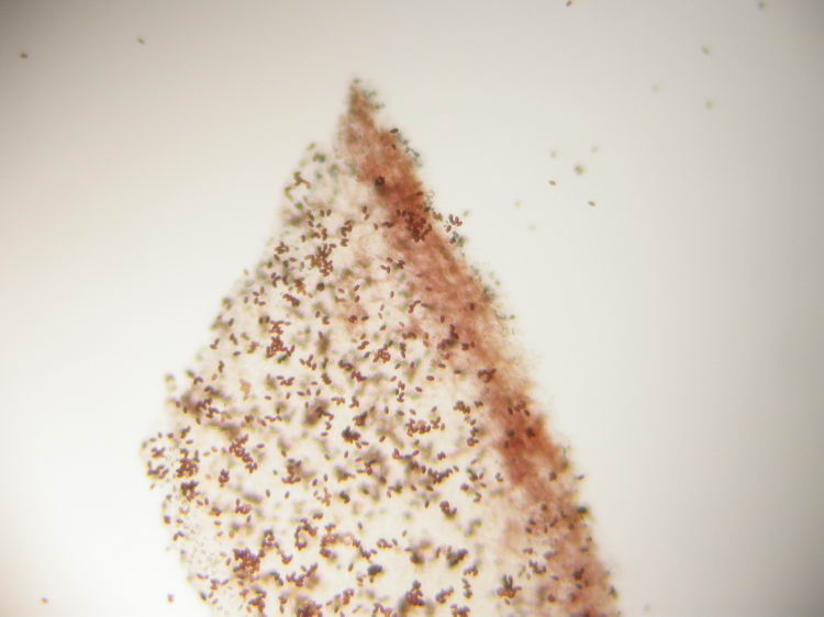 Psathyrella microrhiza Bild 8