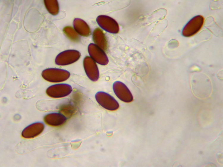 Psathyrella microrhiza Bild 9