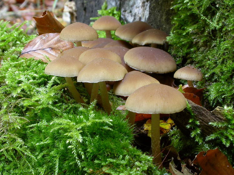 Psathyrella piluliformis Bild 1