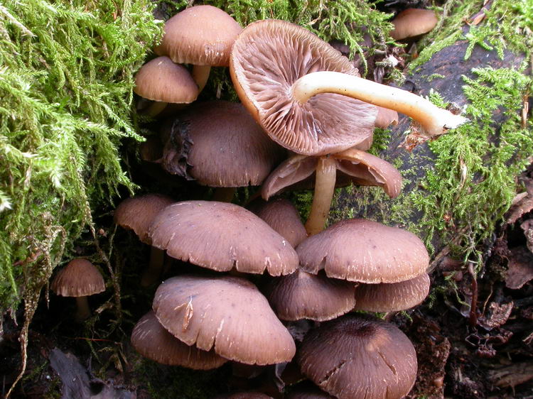 Psathyrella piluliformis Bild 2