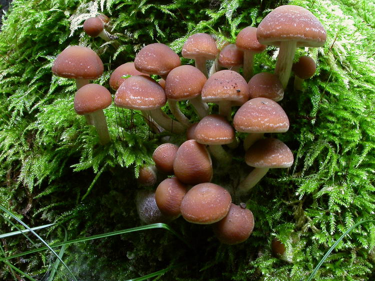 Psathyrella piluliformis Bild 3