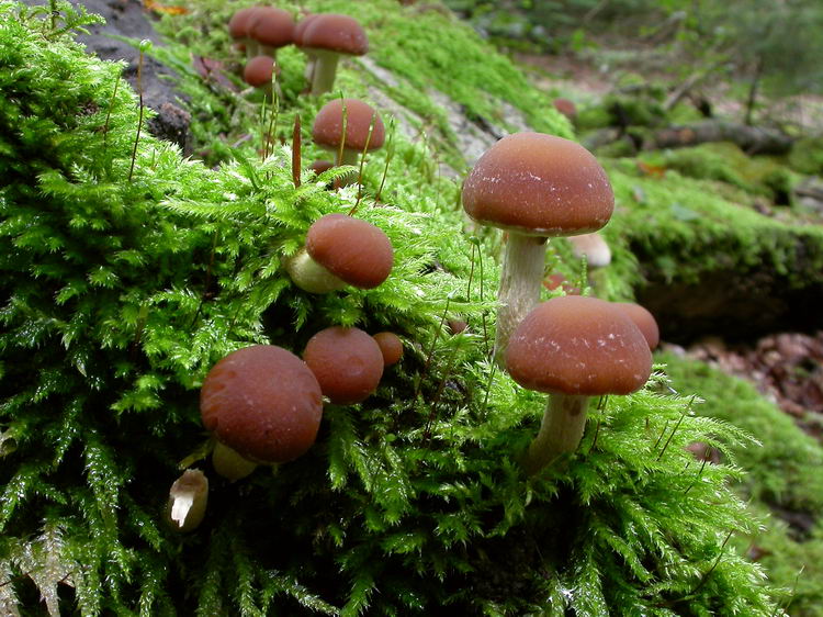 Psathyrella piluliformis Bild 4