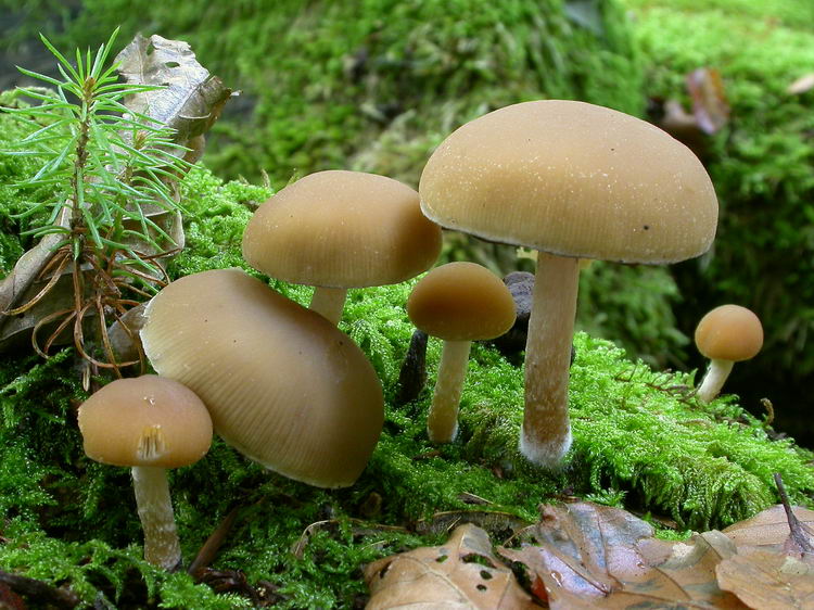Psathyrella piluliformis Bild 5
