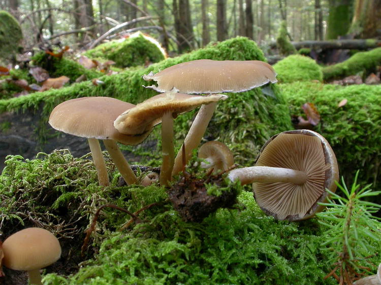 Psathyrella piluliformis Bild 6