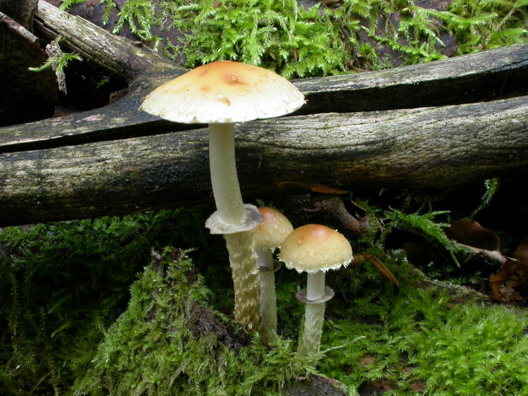 Psilocybe squamosa Bild 1