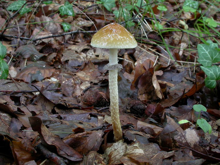 Psilocybe squamosa Bild 2