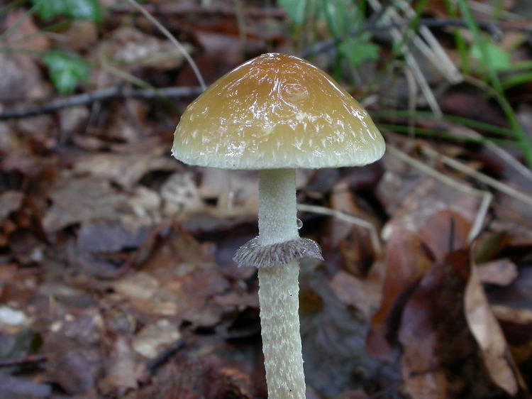 Psilocybe squamosa Bild 3