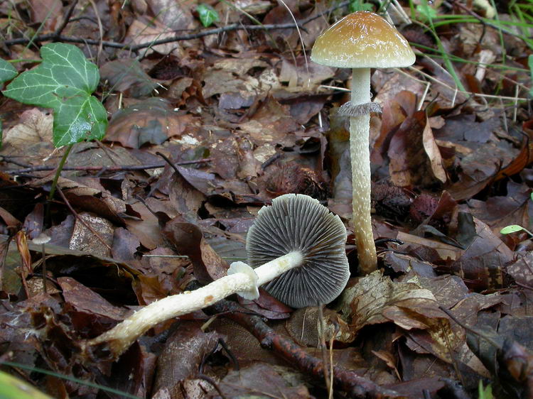 Psilocybe squamosa Bild 4