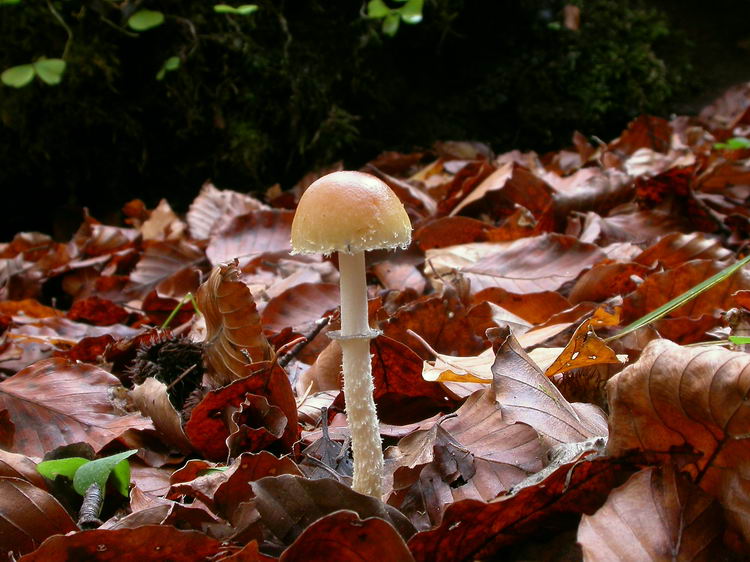 Psilocybe squamosa Bild 5