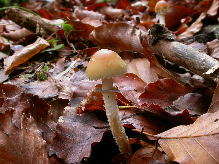 Psilocybe squamosa Bild 6