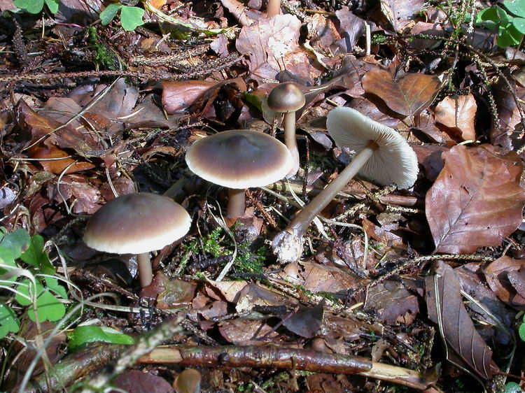 Rhodocollybia butyracea Bild 1