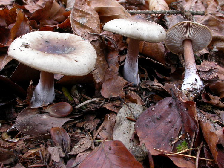 Rhodocollybia butyracea Bild 3