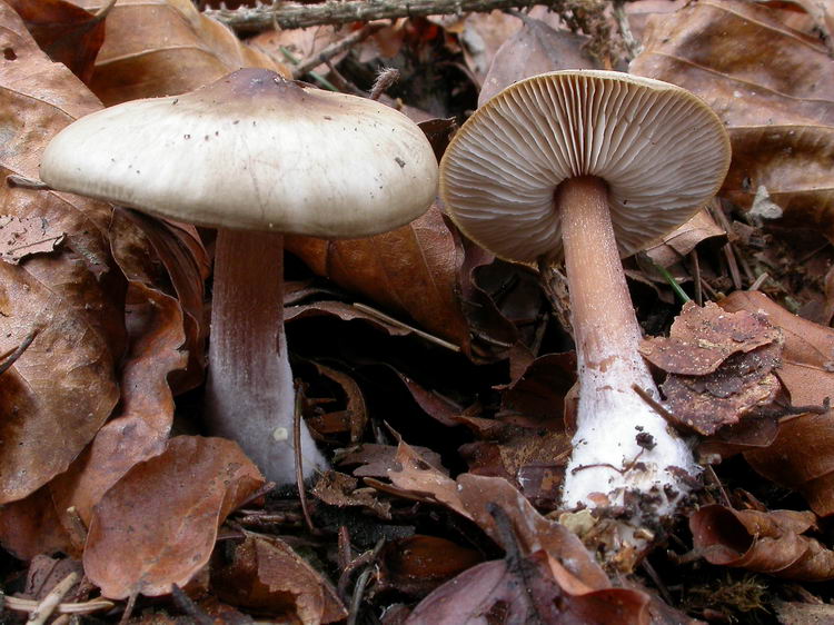 Rhodocollybia butyracea Bild 4