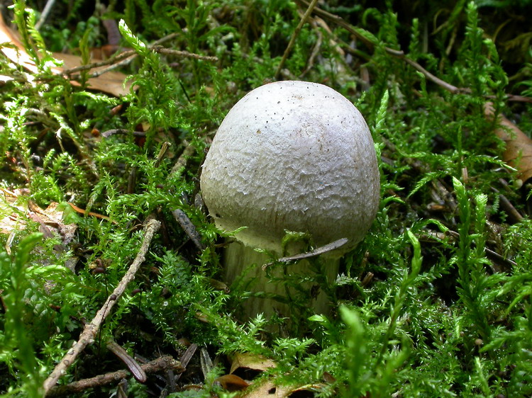 Rozites caperatus Bild 2