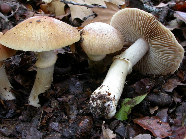 Rozites caperatus Bild 3