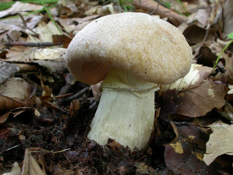 Rozites caperatus Bild 5