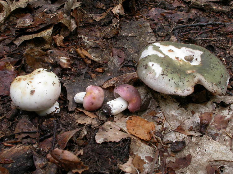 russula cyanoxantha Bild 2