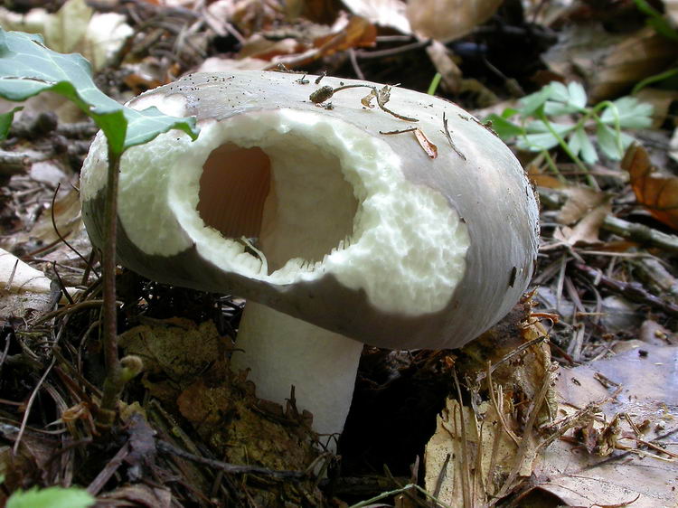 russula cyanoxantha Bild 3