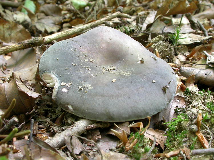 russula cyanoxantha Bild 4