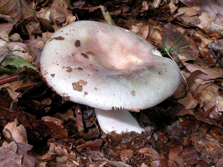 russula cyanoxantha Bild 5