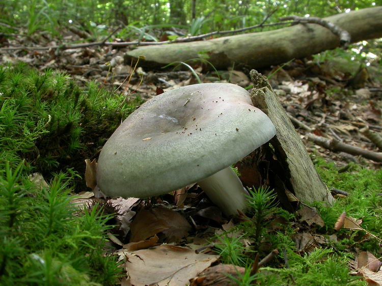 russula cyanoxantha Bild 6