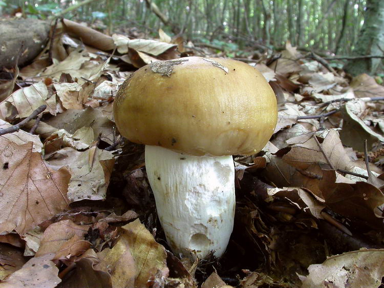 russula foetens Bild 1