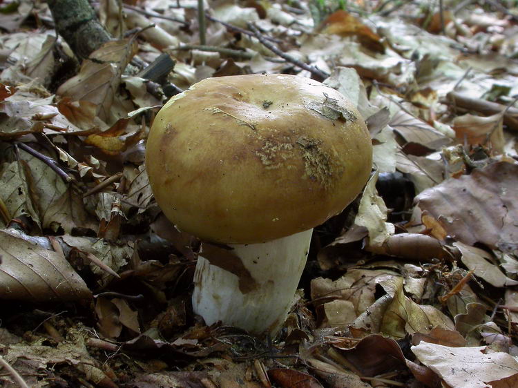 Russula foetens Bild 2