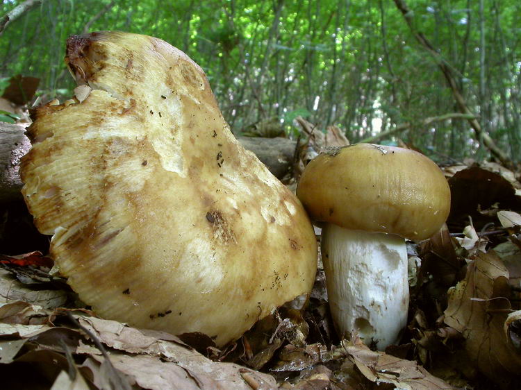 Russula foetens Bild 3