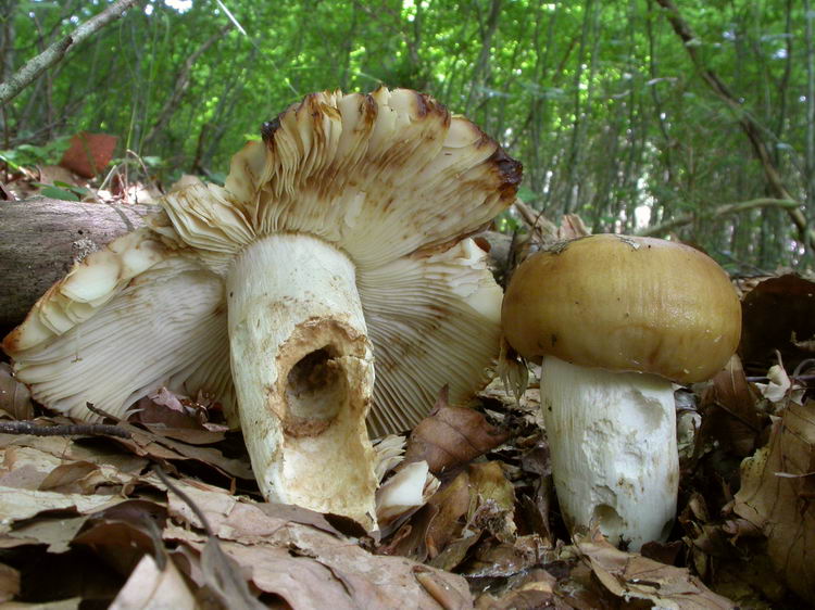 Russula foetens Bild 4