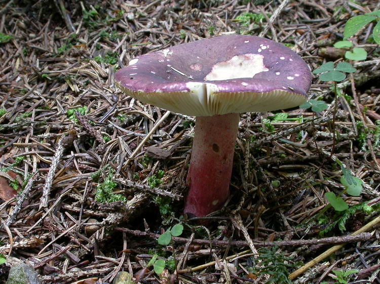 russula queletii Bild 1
