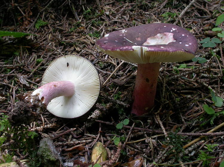 russula queletii Bild 2