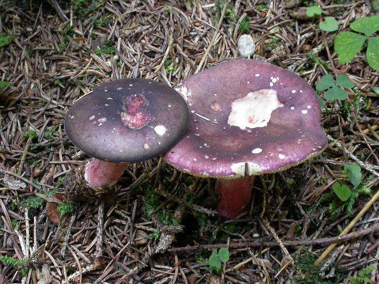 russula queletii Bild 3
